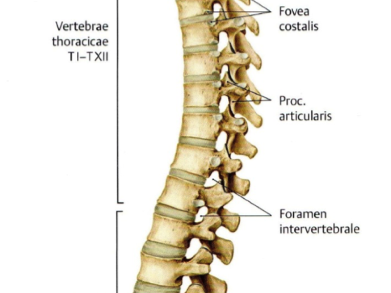 Critical Alignment Yoga: J Spine - Yoga, Meditación