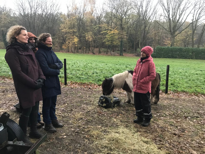 paardencoaching mini traject  IN VERBINDING met HOOFD, HART en BUIK