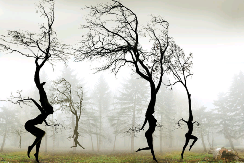 Forest Freedom - Dansen met de Elementen