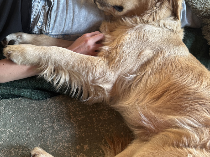 Ademsessie met Golden Retrievers – Zondag 8 februari - Ademwerk, Verbinding, Ademcirkel
