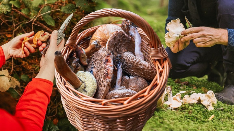 WILDPLUK&COOK | paddenstoelen wandeling