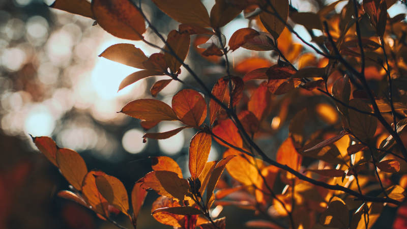 Autumn Equinox Special | From Yang to Yin