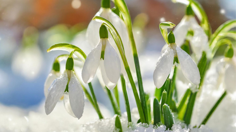 De weg naar binnen: Februari - Openen voor wat wil geboren worden