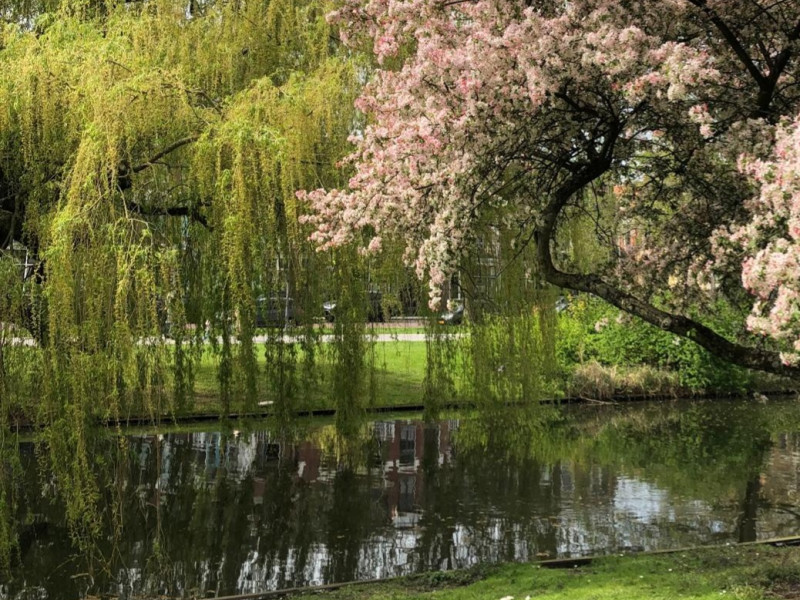 Flow into Abundance  - Beweeg mee in overvloed