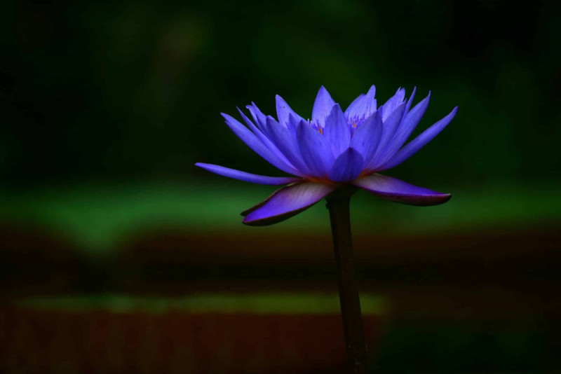 Blauwe Lotusceremonie