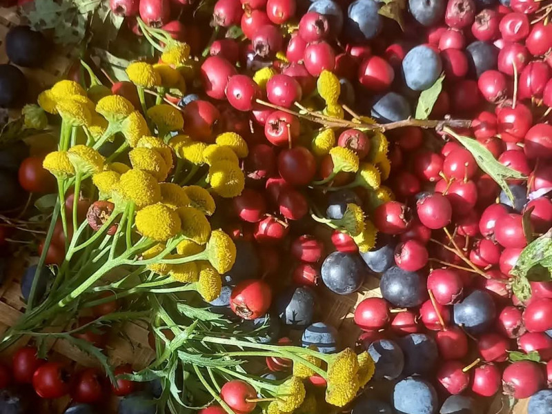 Wildplukken met Natuurlijk Elles