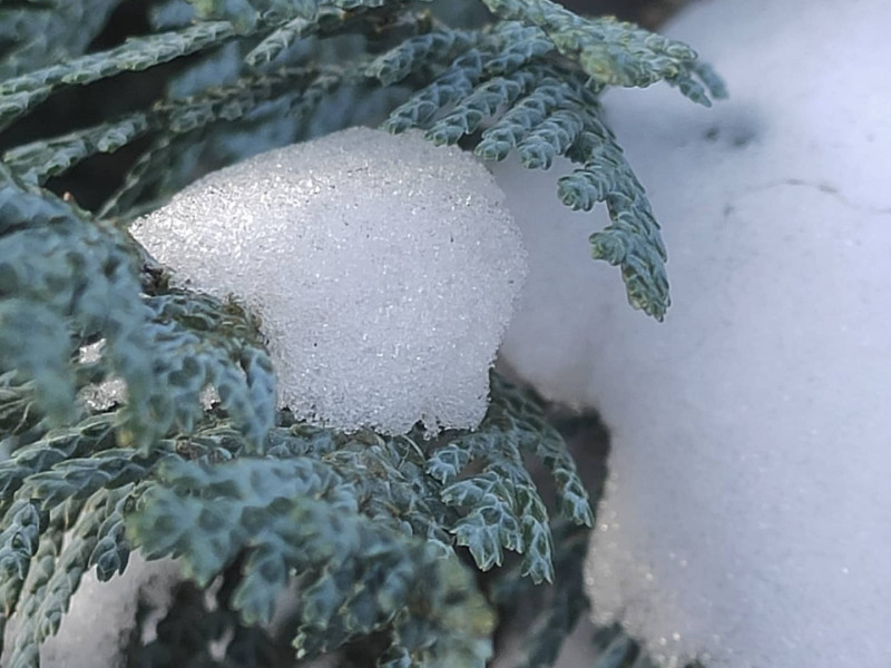 Natuurcirkel: Winter-rust