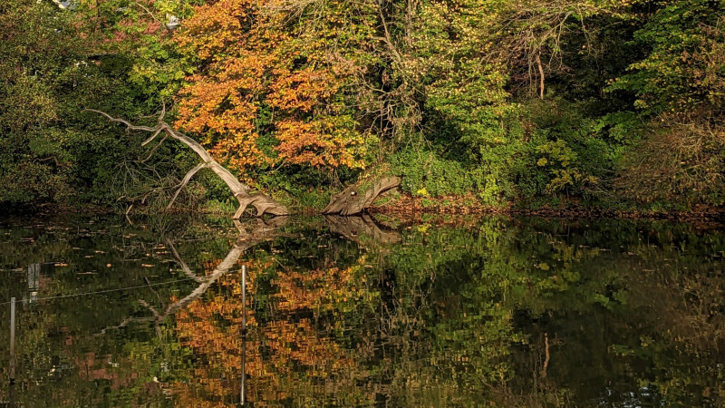 🌳 Lekker Chats NL editie herfstwandeling