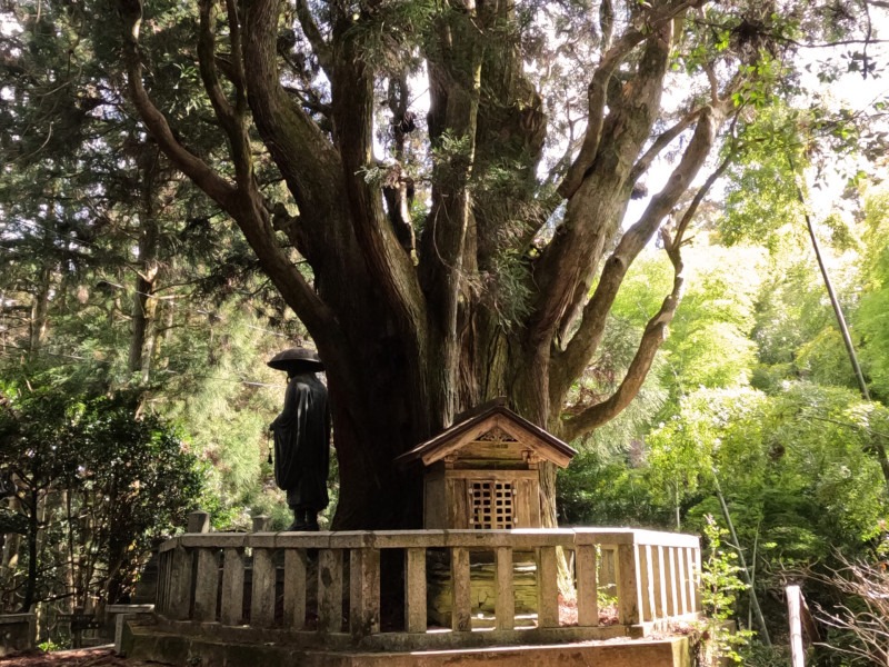 Wereld Natuurbescherming dag Bosbad