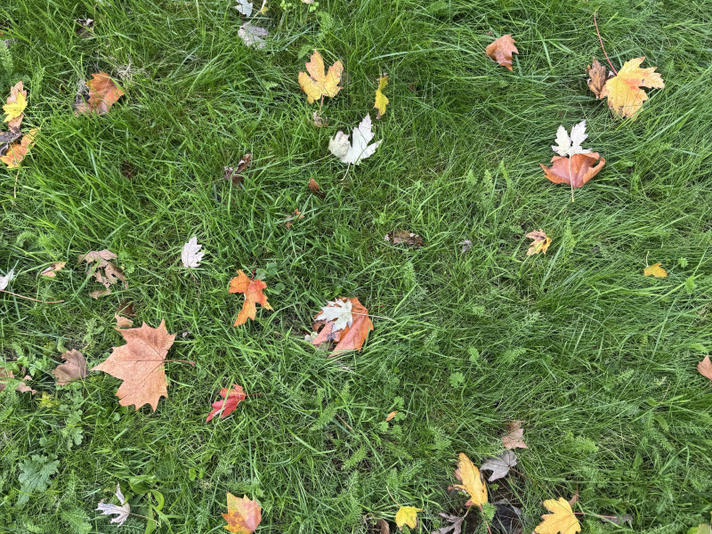 Herfst yogales op zondag