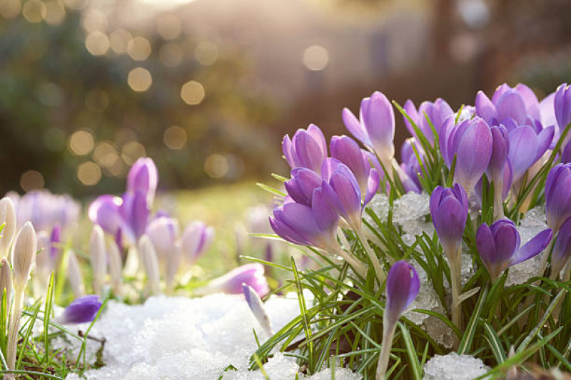 Yin Yoga -Vroege voorjaar-  - Yoga