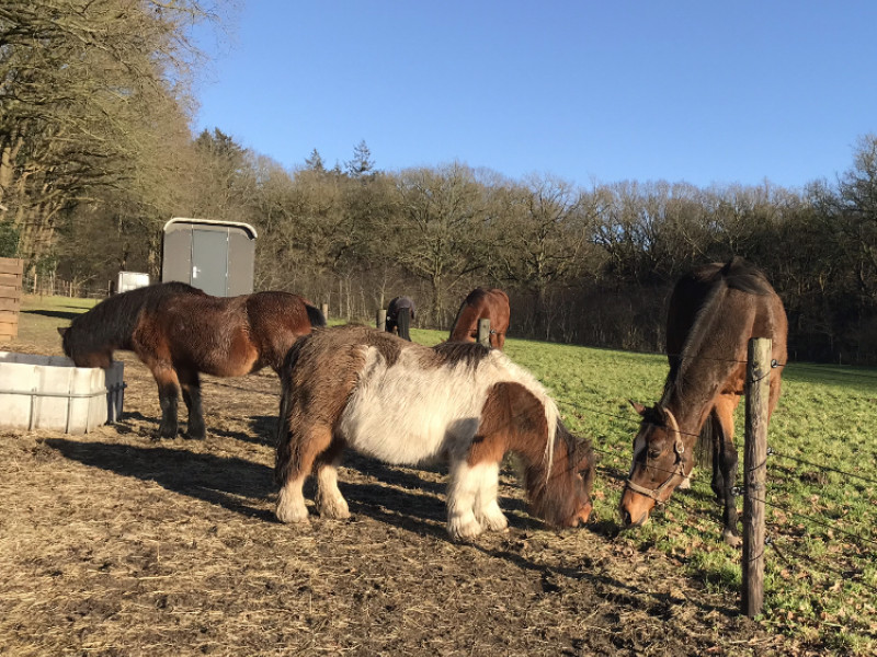 SPELEN MET GRENZEN :  PAARDENCOACHING MET OPSTELLINGEN