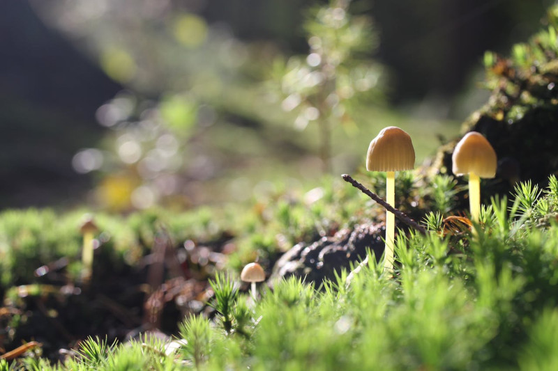 Back to your Forest - Natuur, Persoonlijke Ontwikkeling, Bosbad - Shinrin Yoku