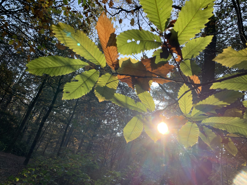 Shinrin Yoku (bosbaden) herfst - balans en naar binnen keren - Nature, Relaxation, Forest Bathing - Shinrin Yoku