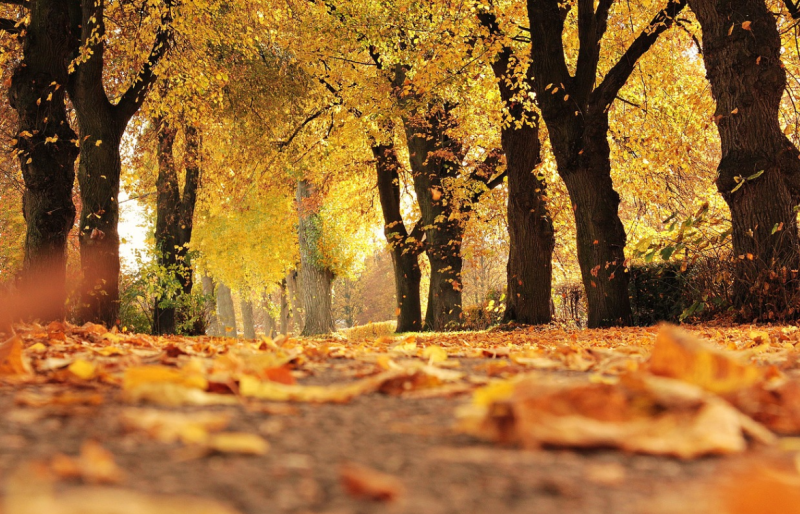 Verdieping - Herfst workshop