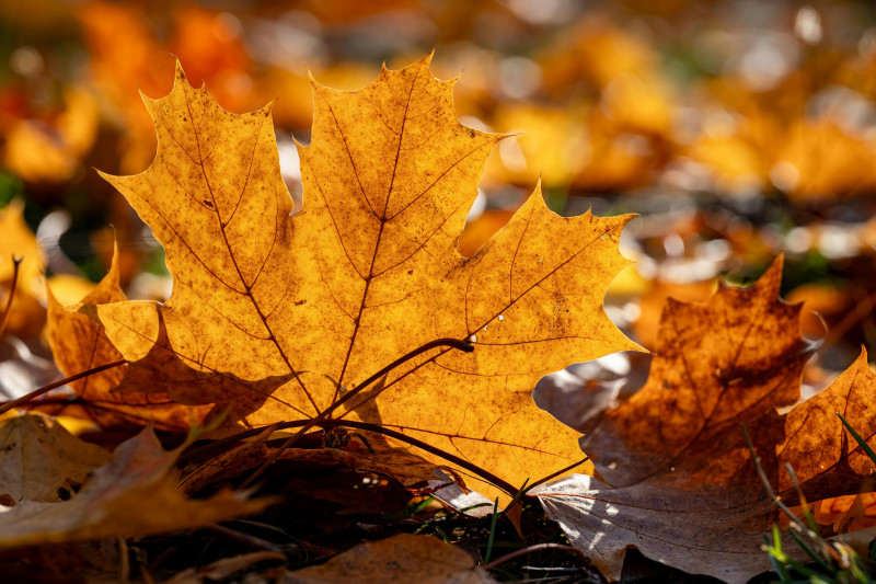 🍁 Wildpluk(ervaring) - Ervaar de herfst met je zintuigen 🍁