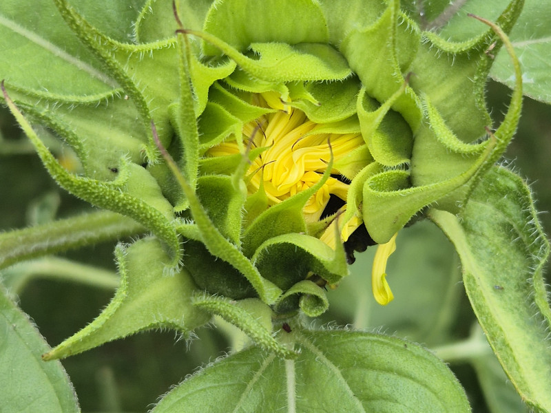 De Eetbare en Medicinale Natuur – In Volle Bloei