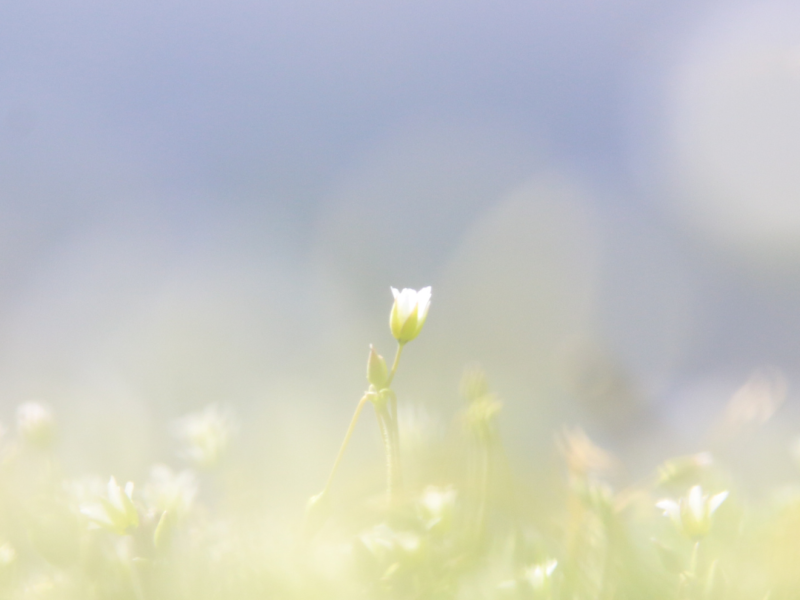 Lente equinox - samen één hart 💚