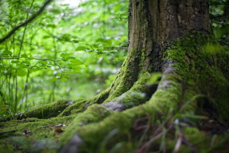 Vrouwen retraite - vertrouwen  - Natuur, Meerdaagse retraites, Vrouwen workshops