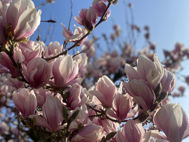 Verwendag - Retreat "Je Natuurlijke Zelf" thema LENTE
