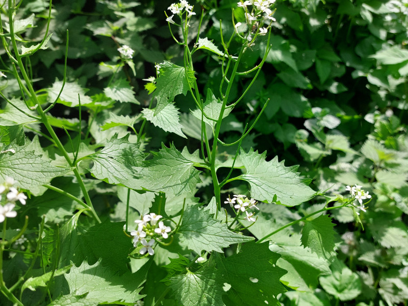 Kruidenwandeling & Workshop Zwolle