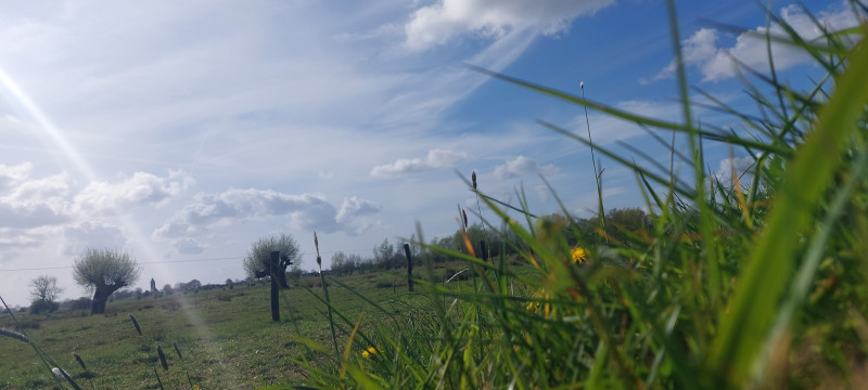 Kruidenwandeling & Workshop Zwolle