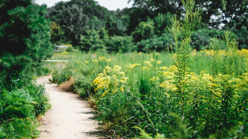Wildplukken wandeling voor ouder en kind