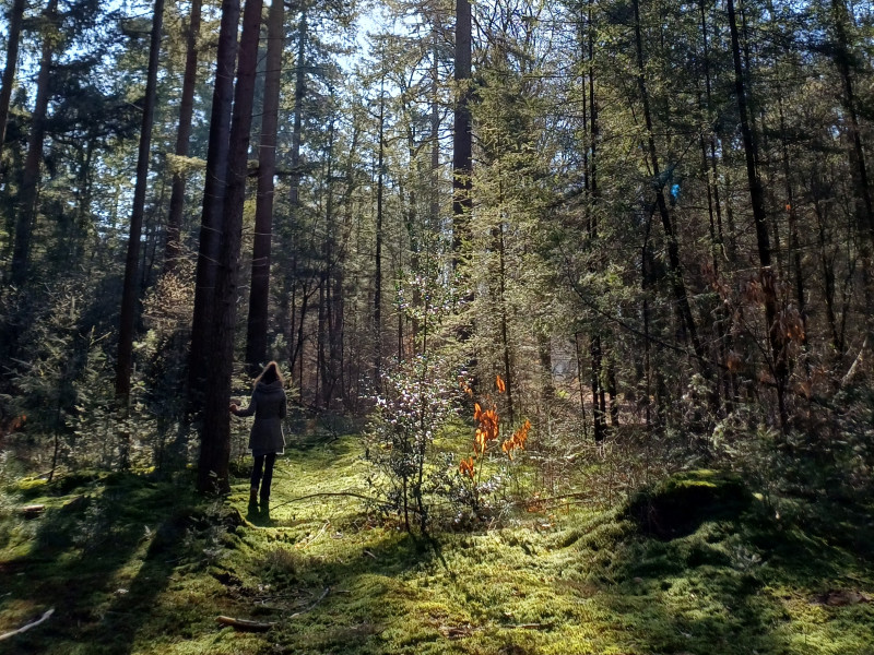 Herfst Bosbad