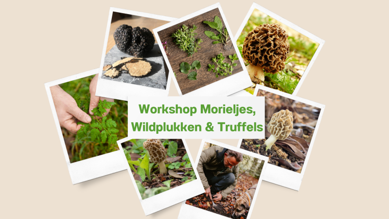 Workshop Morieljes, Wildplukken en Truffels - Natuur, Zelfvoorzienend Leven, Wandelen