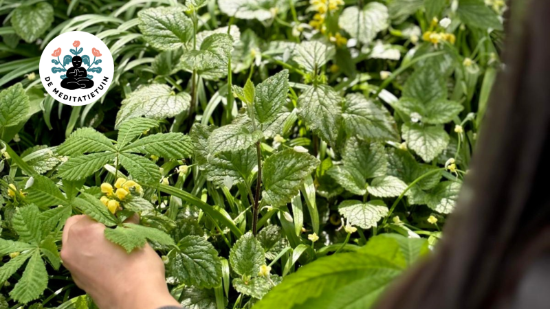 Eetbare wonderen: plantwandeling met Maartje