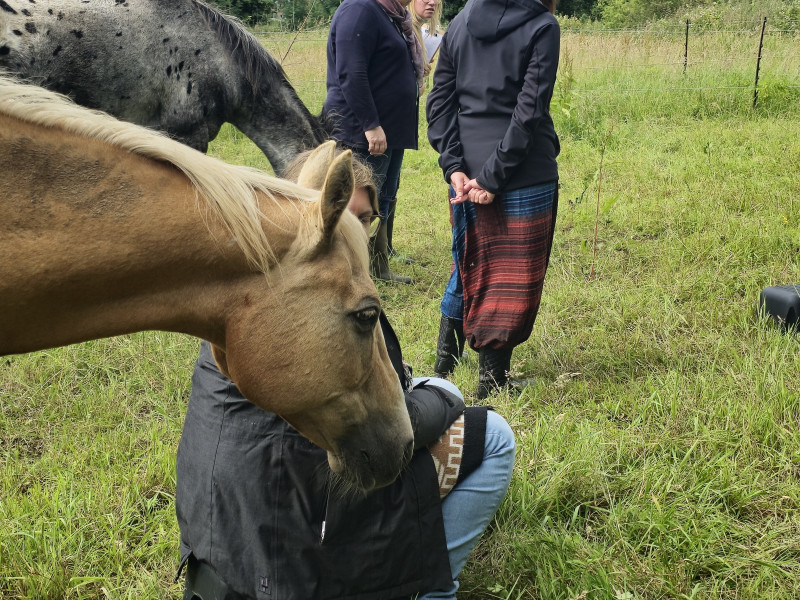 opstellingen in groep, met paarden als energetische ondersteuners