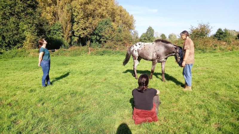 opstellingen in groep, met paarden als energetische ondersteuners