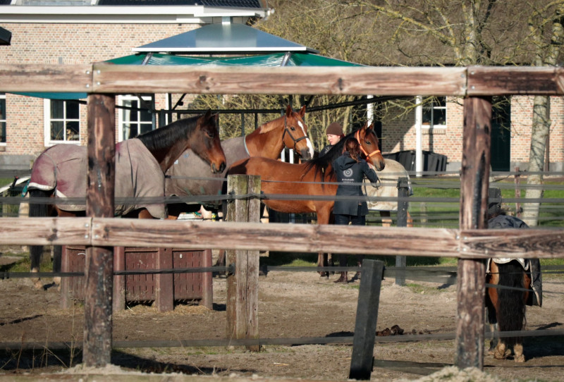 Yoga Kloostermiddag & Paardencoaching