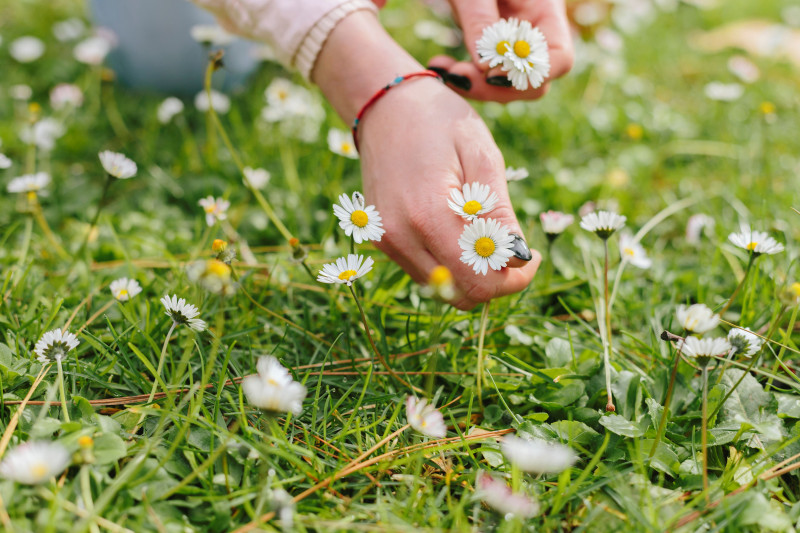 Wildplukken en eetbare planten
