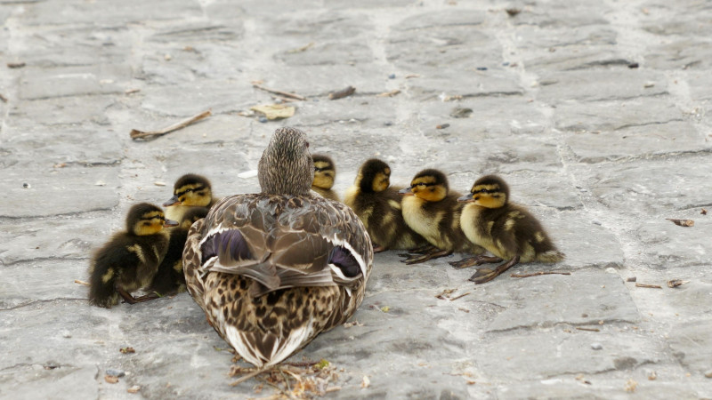 Familie opstellingen Amsterdam/ Kinderen en gezin