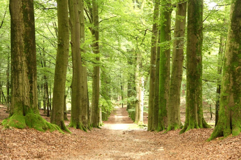 Stiltewandeling Veluwezoom - Natuur, Wandelen, Mindfulness