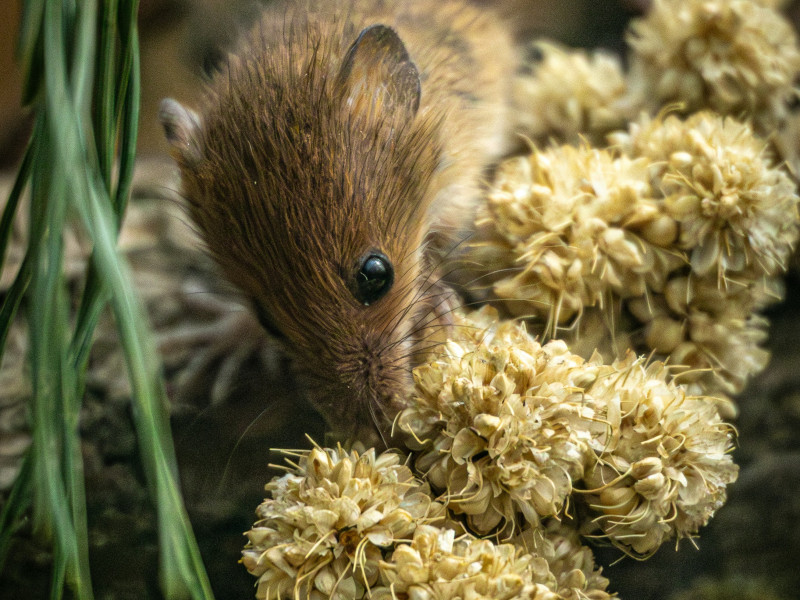 ‘Helende kracht van krachtdieren' een trancereis en meer..