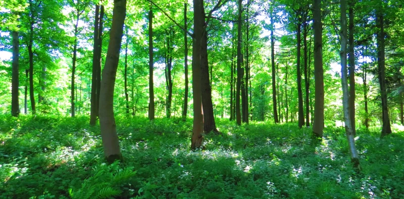 Uit je hoofd, het bos in - bosbad