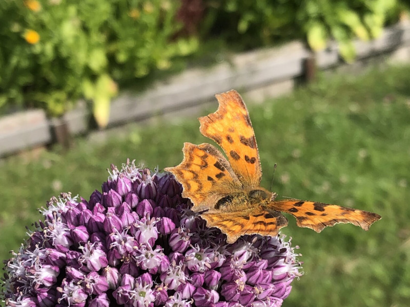 🦋Verbinding met Jezelf🦋. start Oktober data nader te bepalen