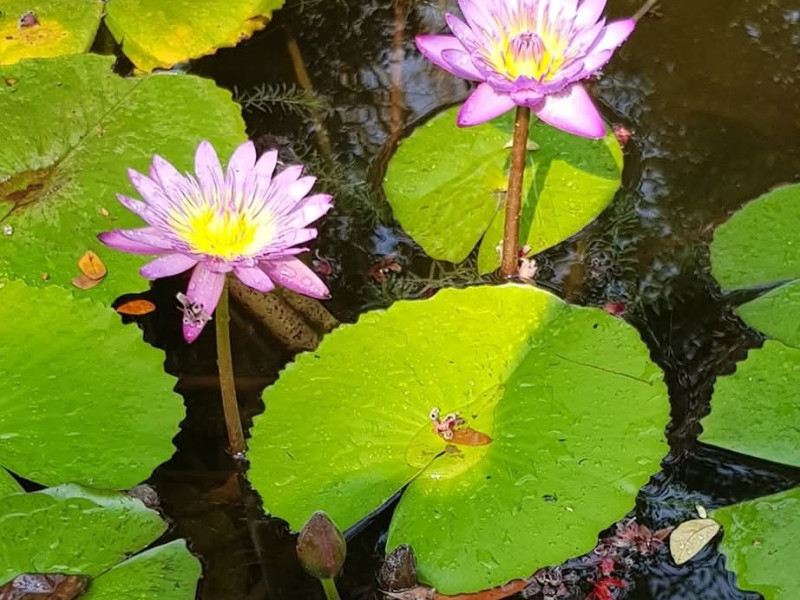 Maak ruimte voor je hart met CAY en heart energie - Lichaamswerk, Energiewerk, Meditatie