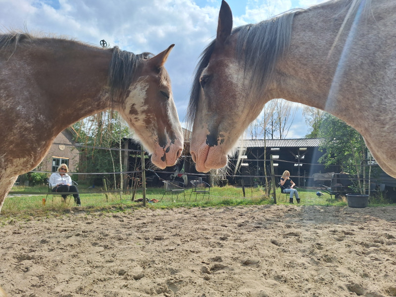 Stem van het Paard