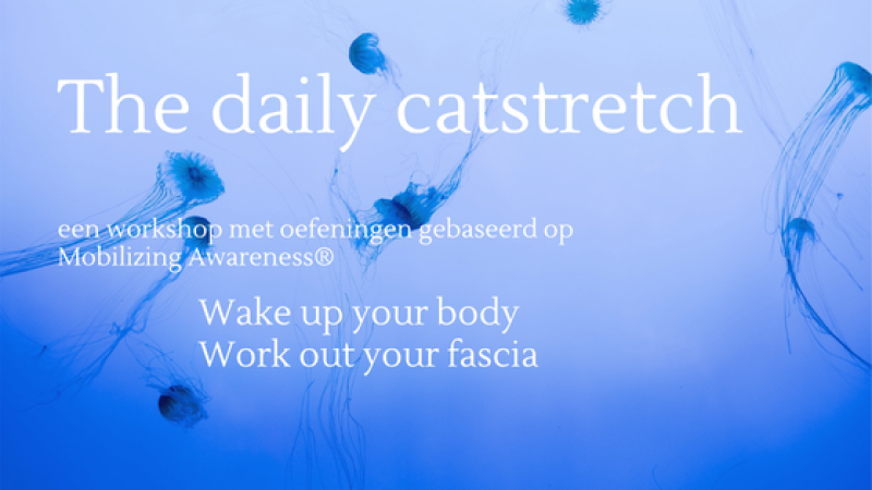 The daily catstretch - Mobilizing Awareness