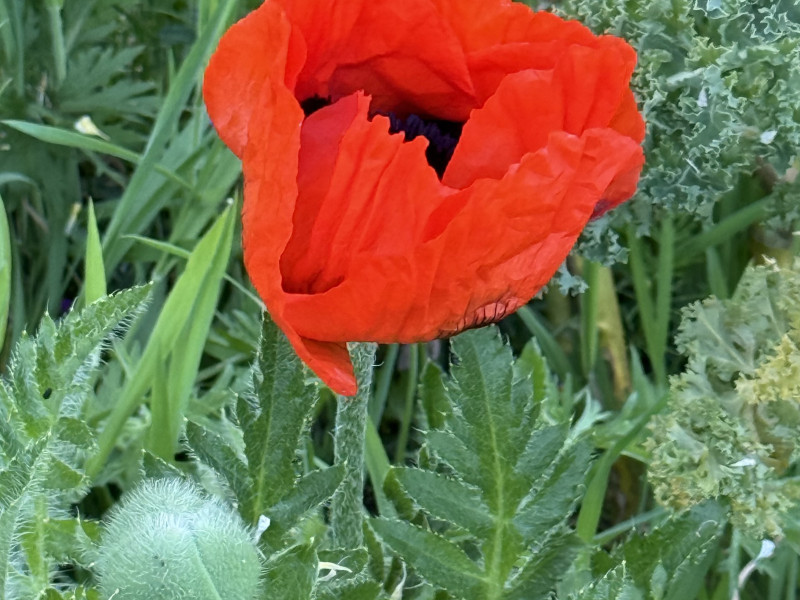 Moederdag, een ervaring in Tuin van Betekenis