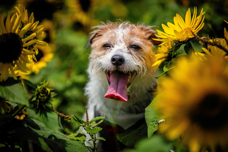 Kruidenworkshop 'Kruidenapotheek voor jou en je hond' - Natuur, Gezondheid, Kruiden
