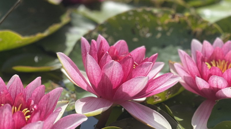 Terug naar Jezelf - Yoga weekend in de Natuur - Retraites de plusieurs jours, Yoga, Mini retraite dans la nature