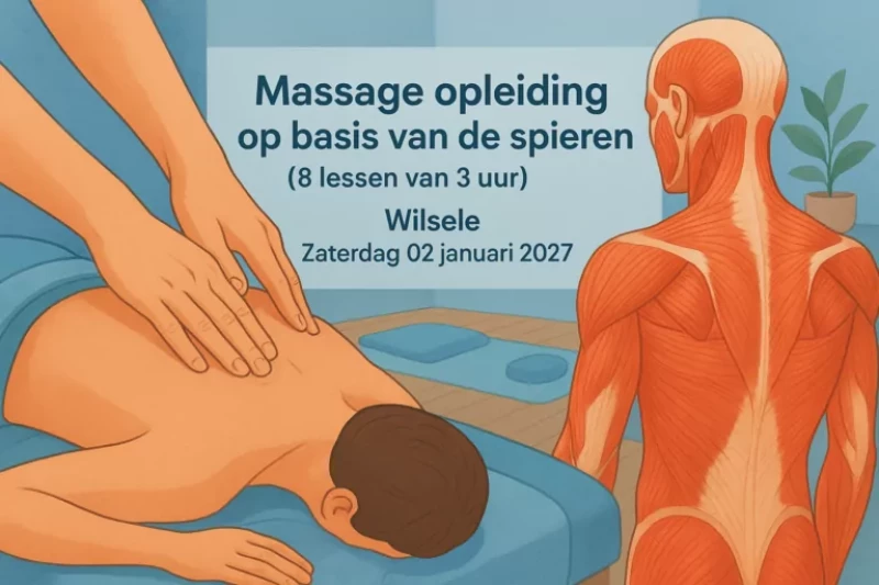 Massage opleiding op basis van de spieren (8 lessen van 3 uur)