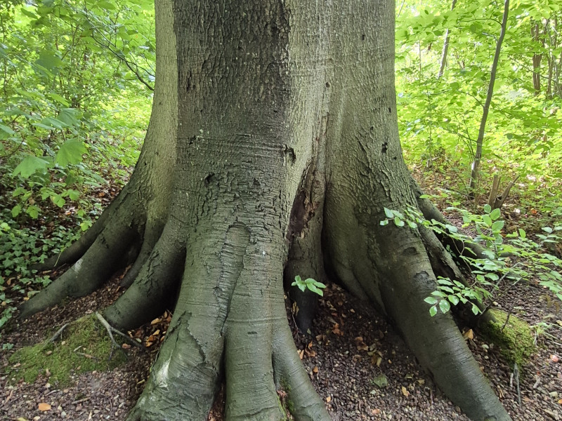 Nazomer Bosbad | Landgoed Amelisweerd (Utrecht)