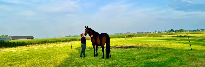 Paarden liegen niet. Een weekend in Friesland dat blijft hangen.