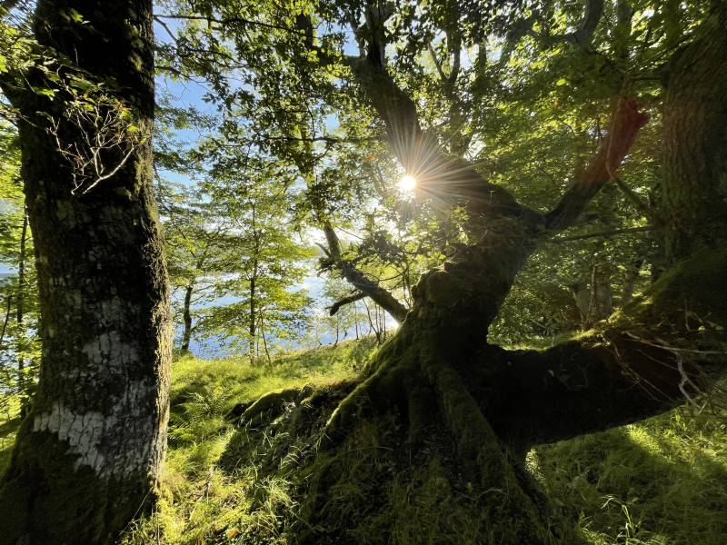 Wie wil ont-moeten? - Bain de forêt - Shinrin Yoku, Pleine conscience, Nature
