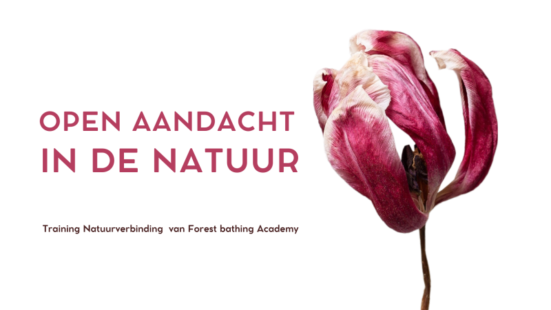 Minder praten, meer naar buiten - training natuurverbinding & bosbaden